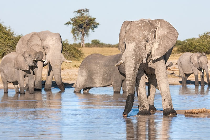 Okavango Delta mokoro canoe boat safari Botswana Africa